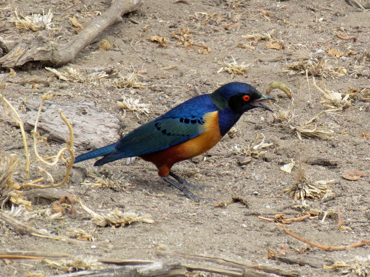 Hildebrandt's Starling - ML647960910