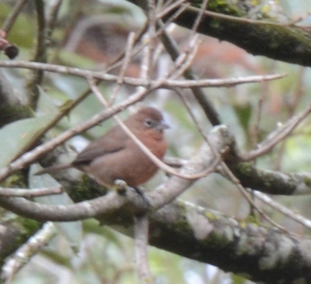 Red-crested Finch - ML647961147