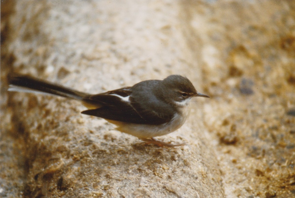 Gray Wagtail - ML647961225