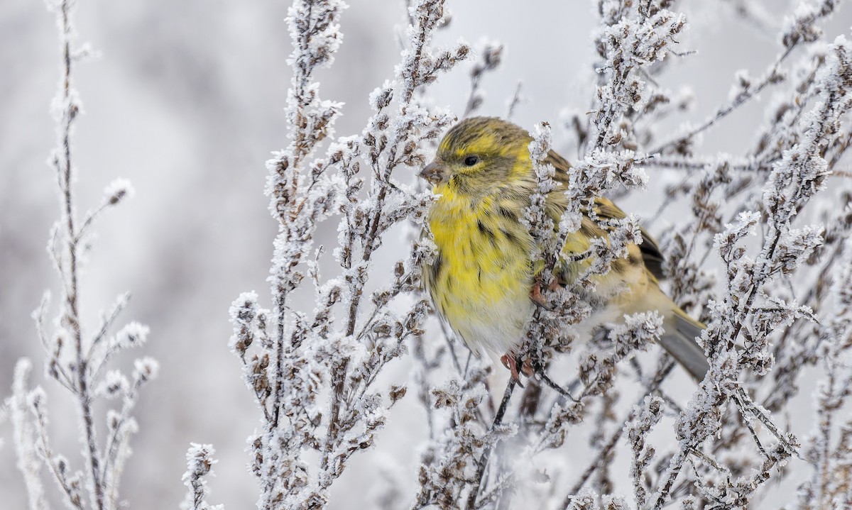 European Serin - ML647961384