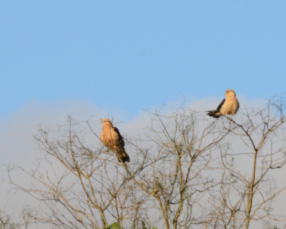 Yellow-headed Caracara - ML647961396