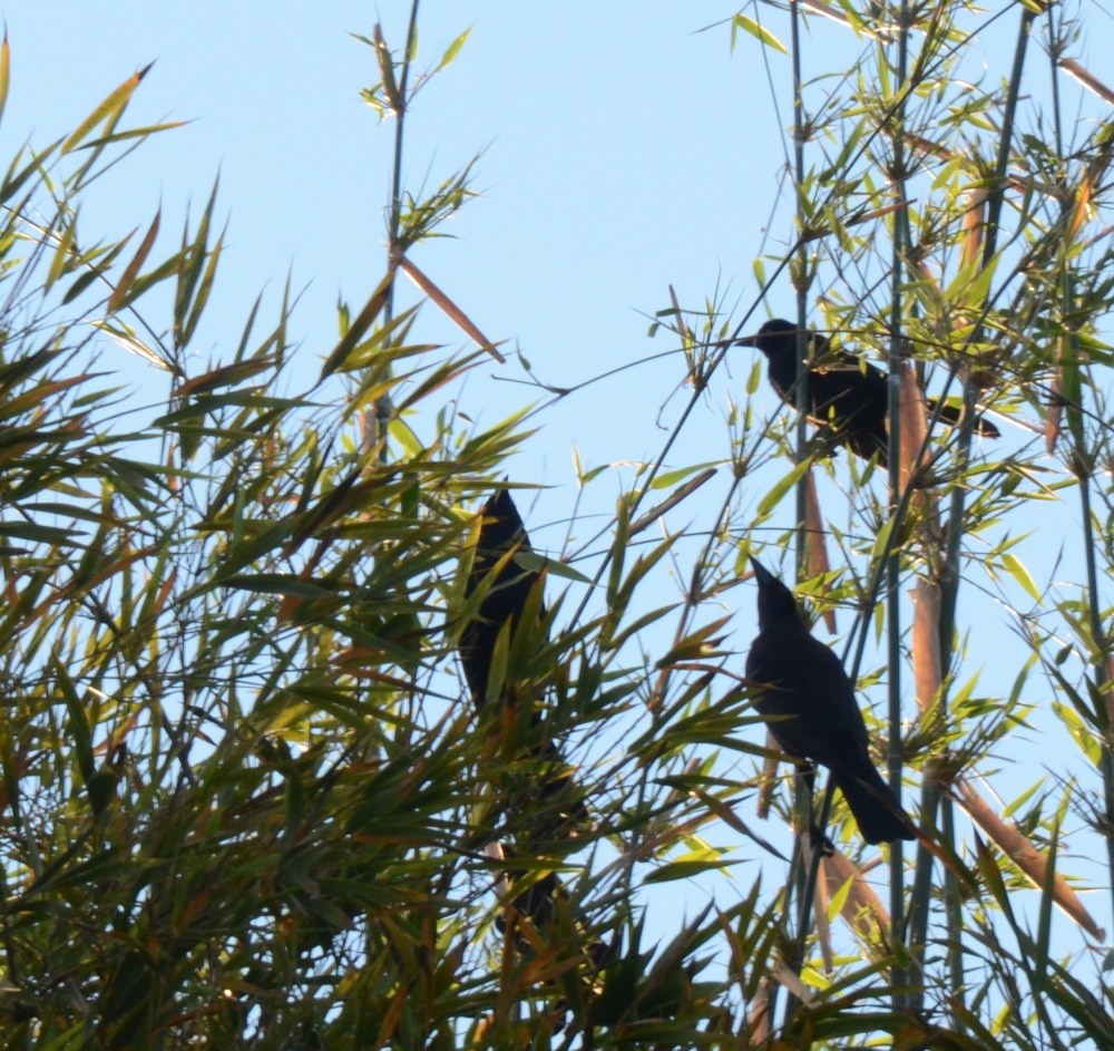 Giant Cowbird - Eugenia Boggiano