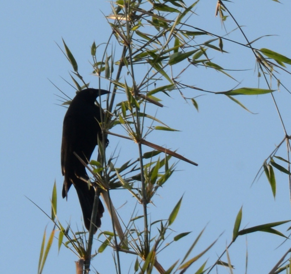 Giant Cowbird - ML647961649