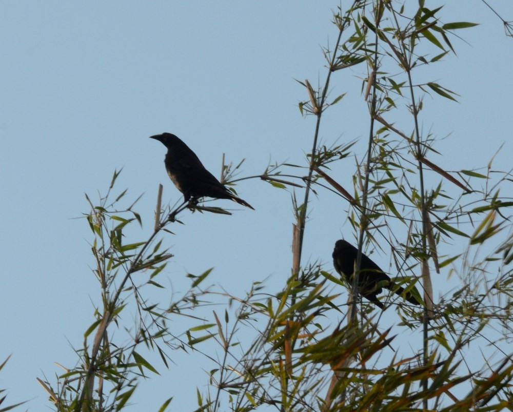 Giant Cowbird - Eugenia Boggiano