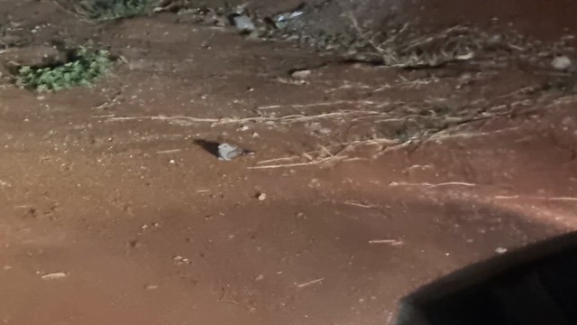 Engoulevent terne - ML647962651