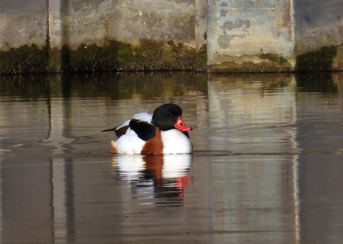Common Shelduck - ML647962991
