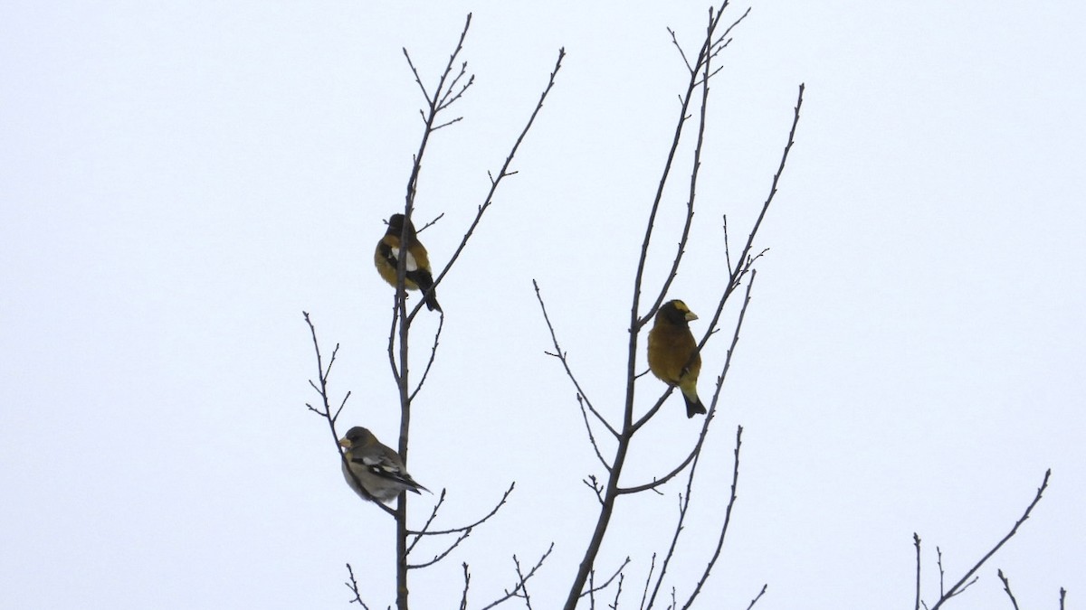 Evening Grosbeak - ML647963328