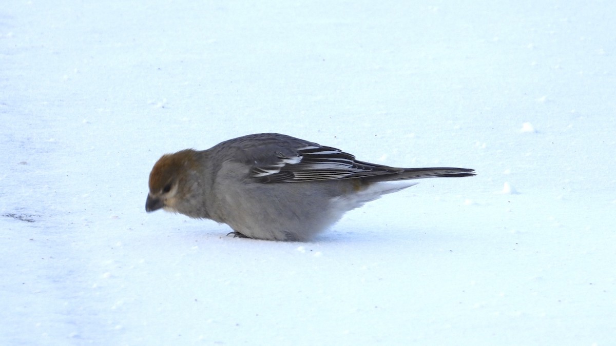 Pine Grosbeak - ML647963349