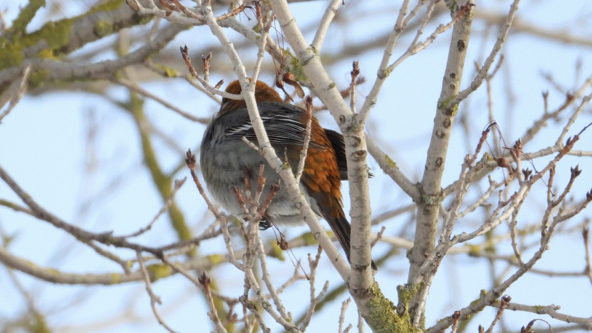 Pine Grosbeak - ML647963350