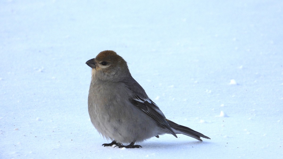 Pine Grosbeak - ML647963351