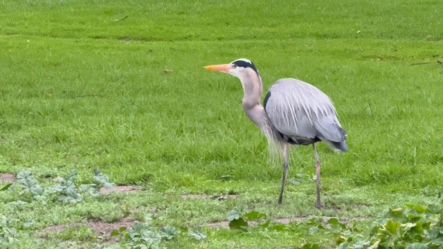 Great Blue Heron - ML647963413