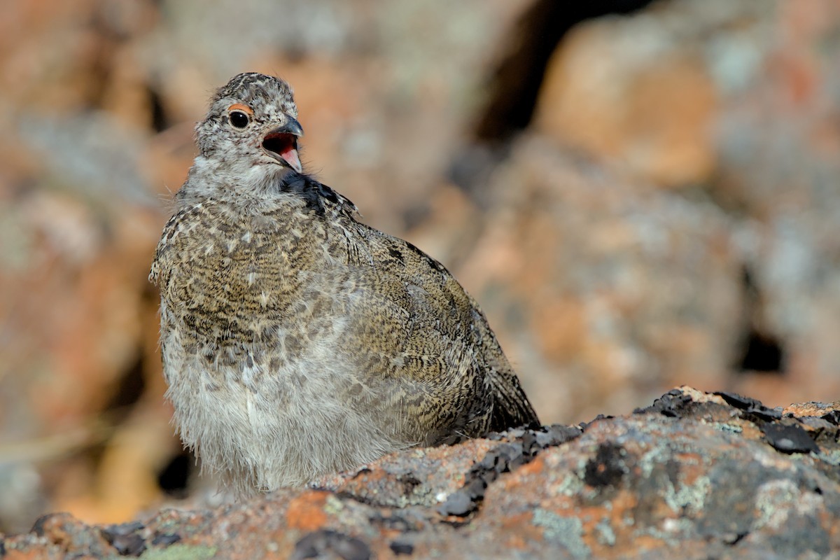 White-tailed Ptarmigan - ML647963948