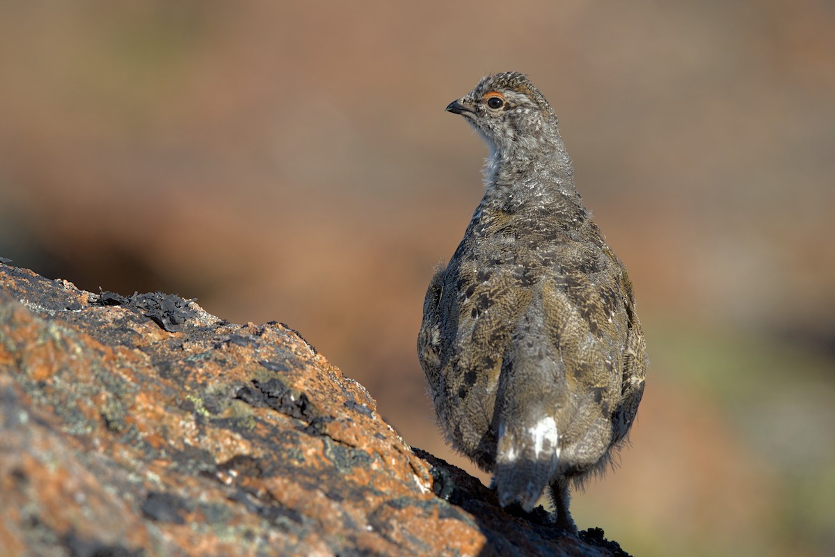 White-tailed Ptarmigan - ML647963949
