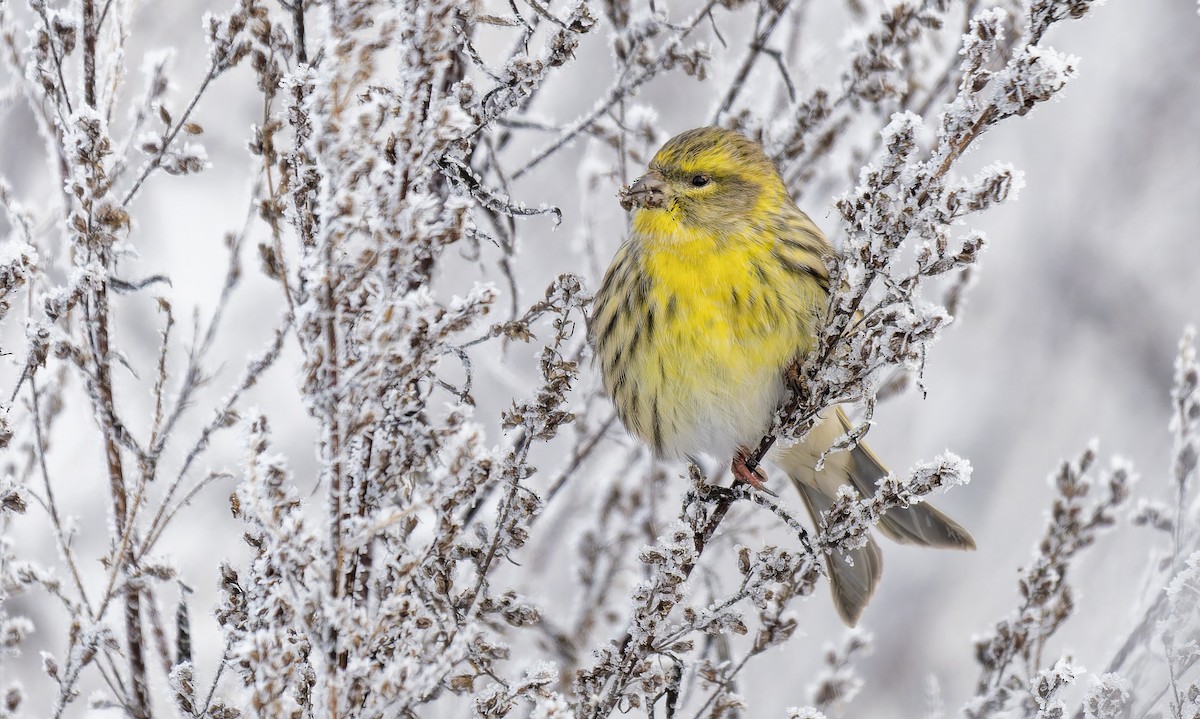 European Serin - ML647963999