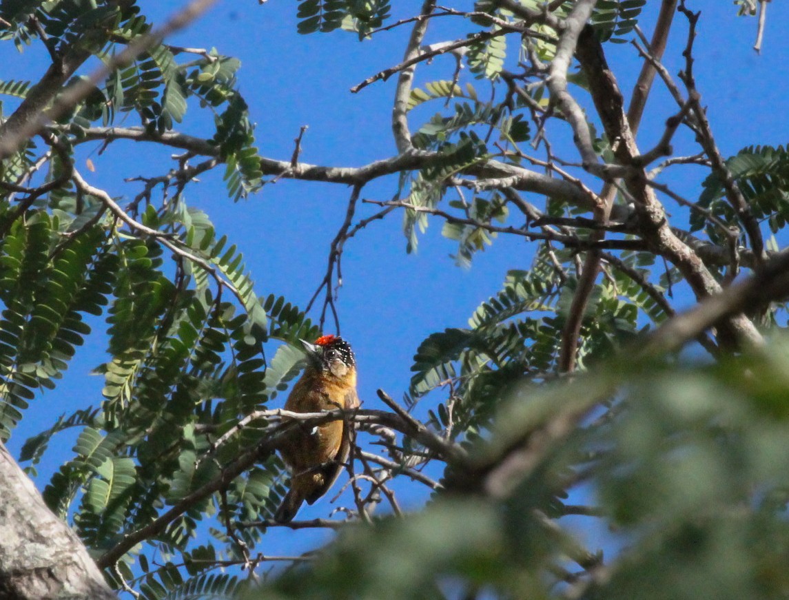 Picumne ocré - ML647964519