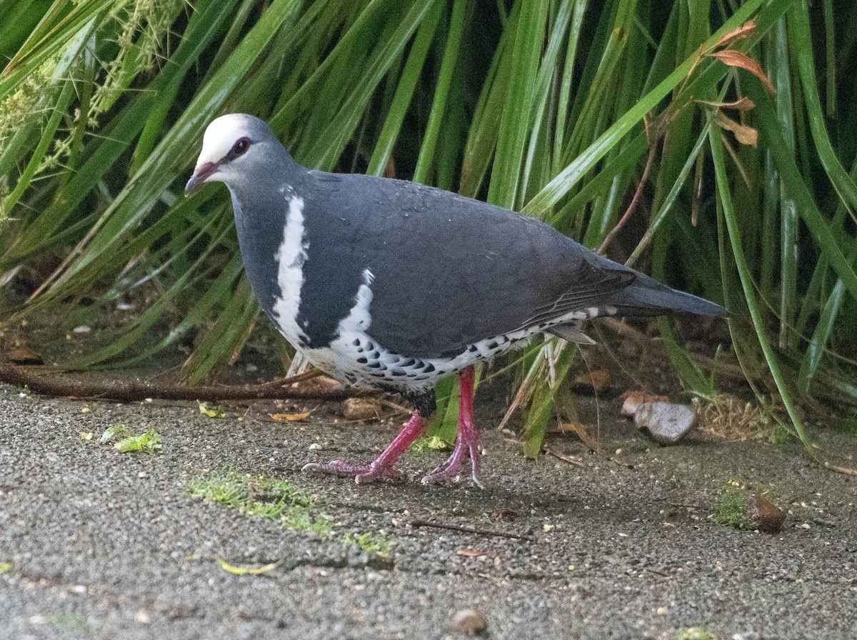 Wonga Pigeon - ML647964571