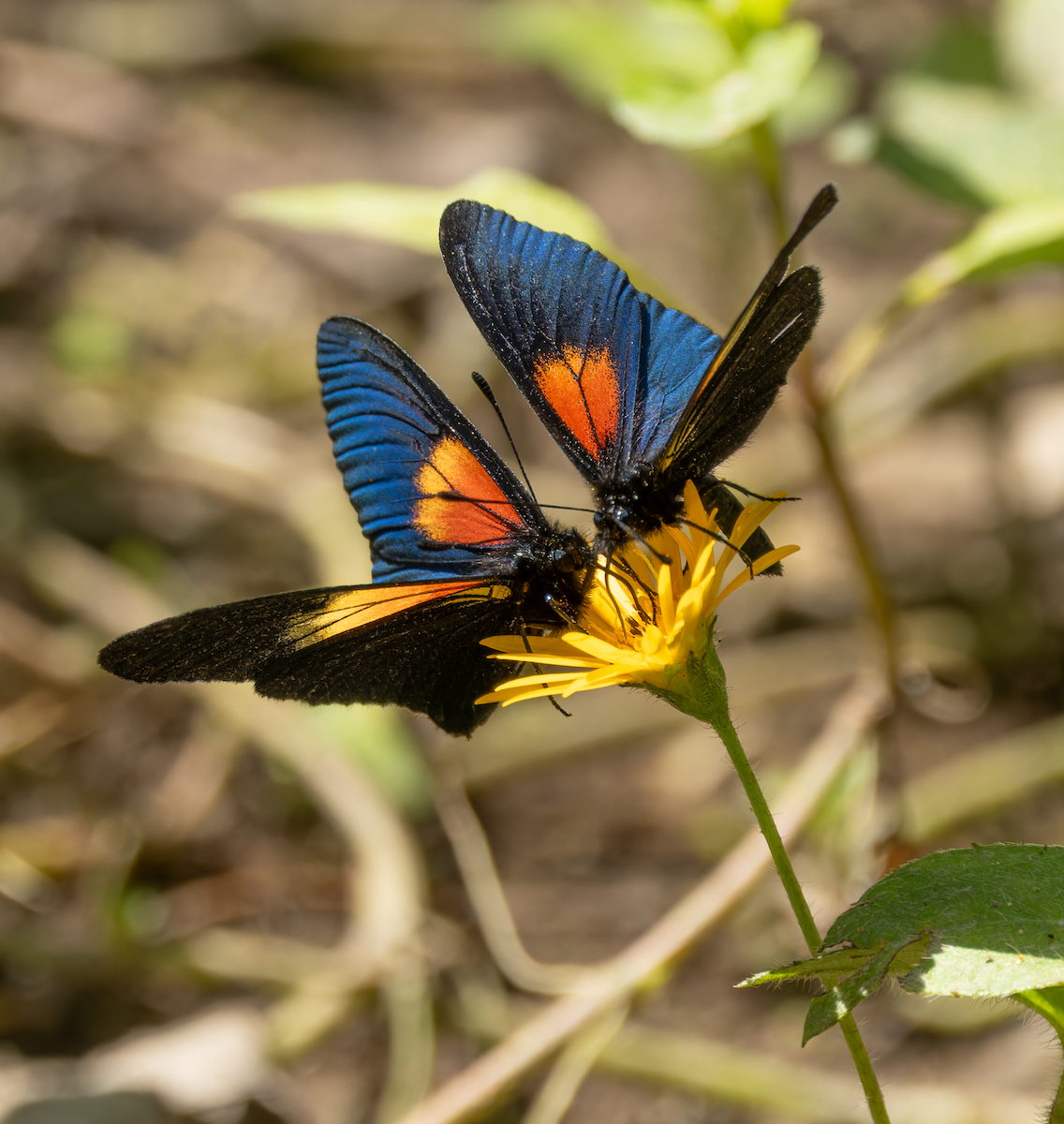 Lamplight Actinote - ML647964663