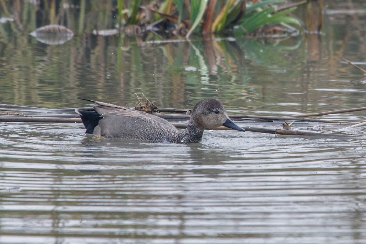 Boz Ördek - ML647964916