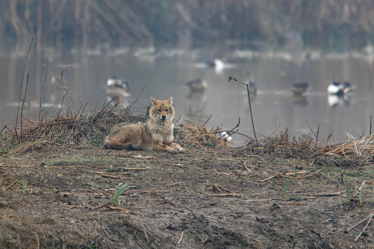 Hayvanlar - ML647964922