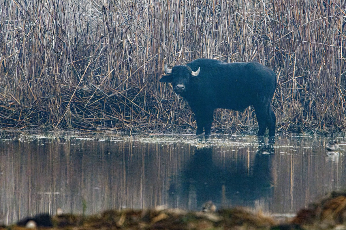 Hayvanlar - ML647964923