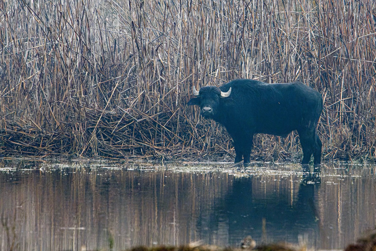 Hayvanlar - ML647964924