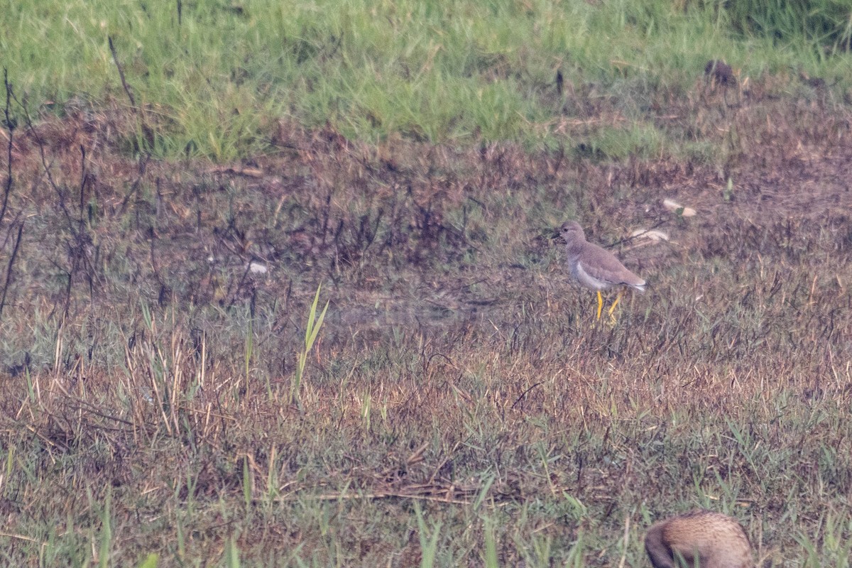 Ak Kuyruklu Kızkuşu - ML647964935