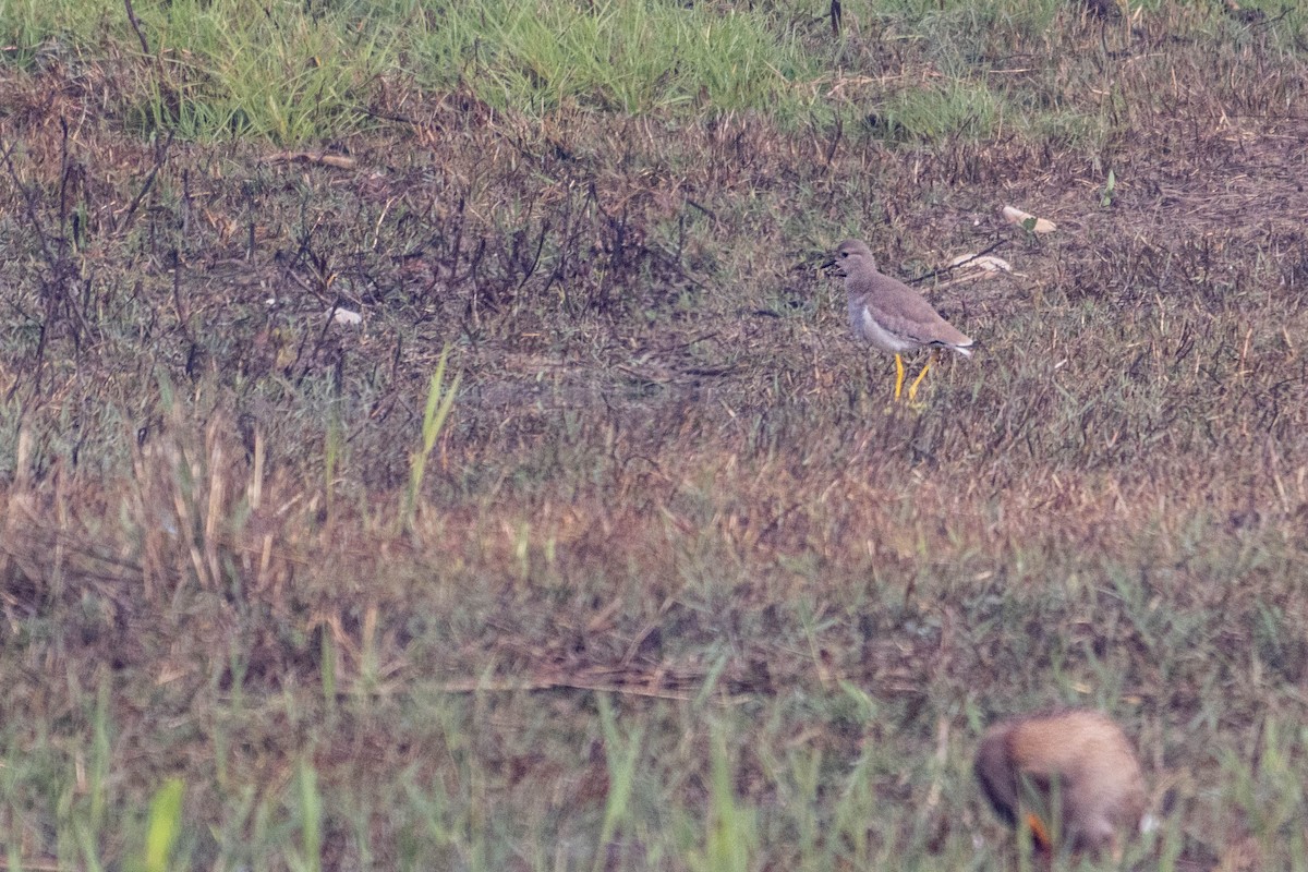 Ak Kuyruklu Kızkuşu - ML647964936