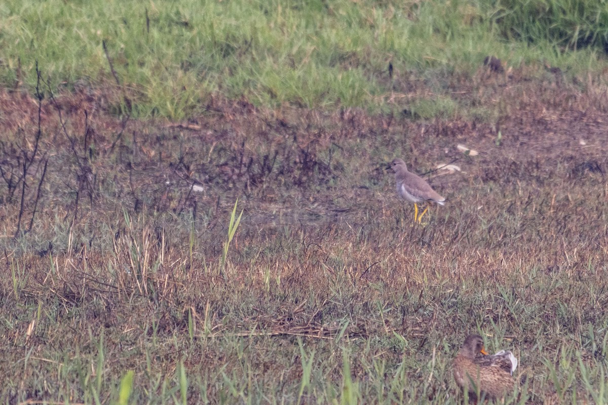 Ak Kuyruklu Kızkuşu - ML647964937