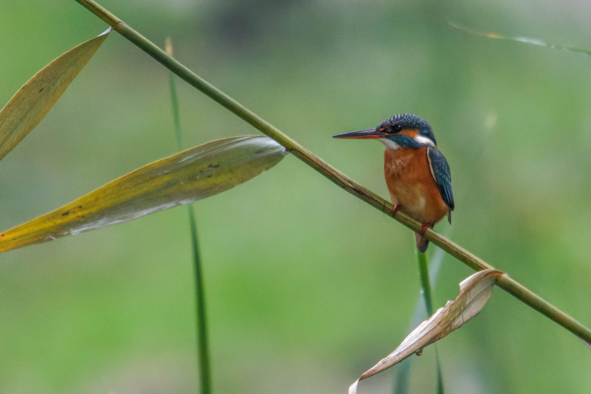 Yalıçapkını - ML647964942