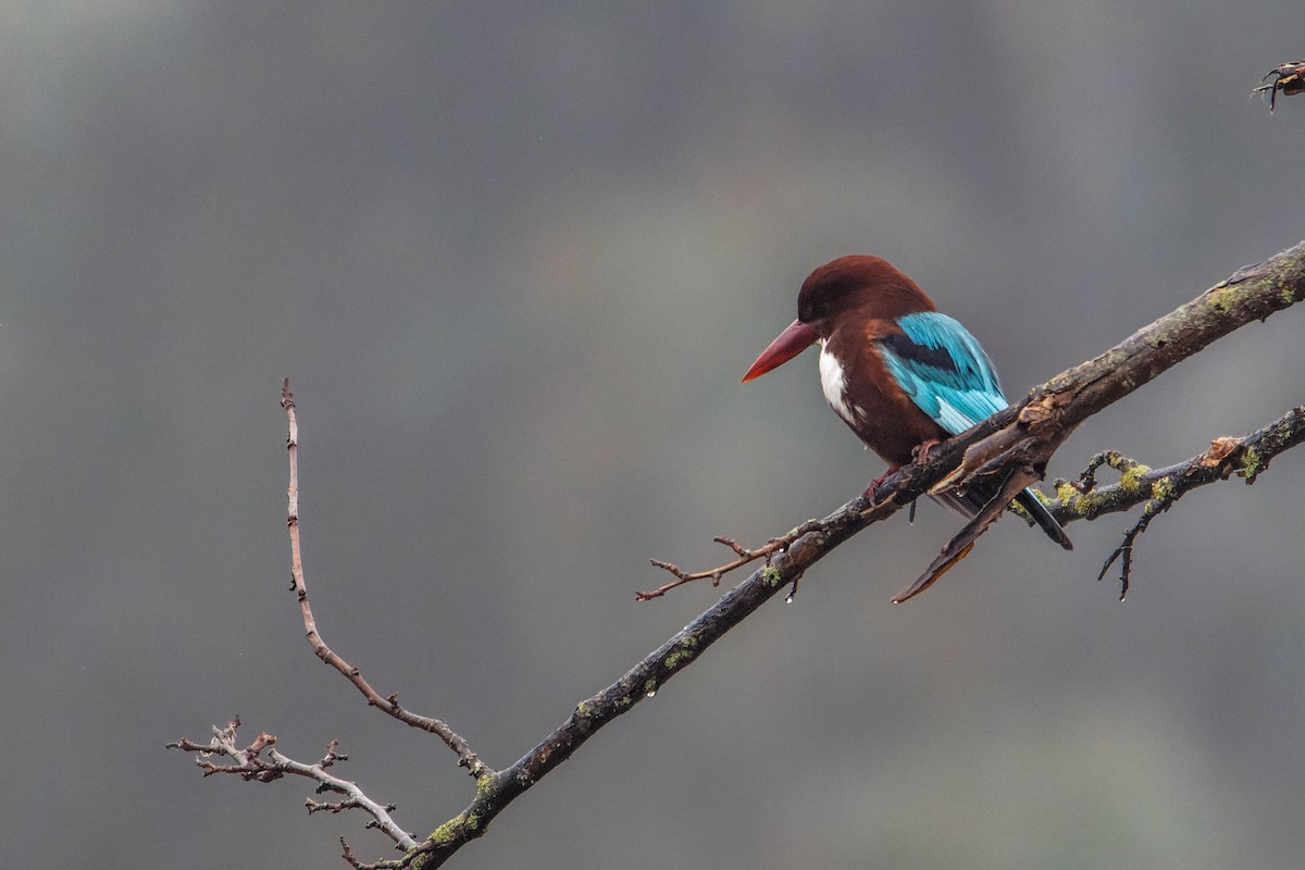 İzmir Yalıçapkını - ML647964951