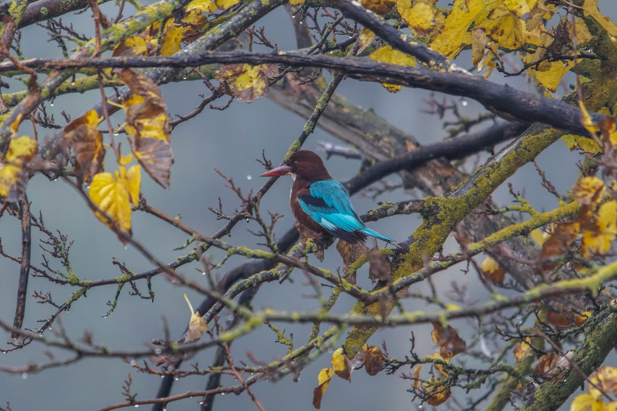 İzmir Yalıçapkını - ML647964953