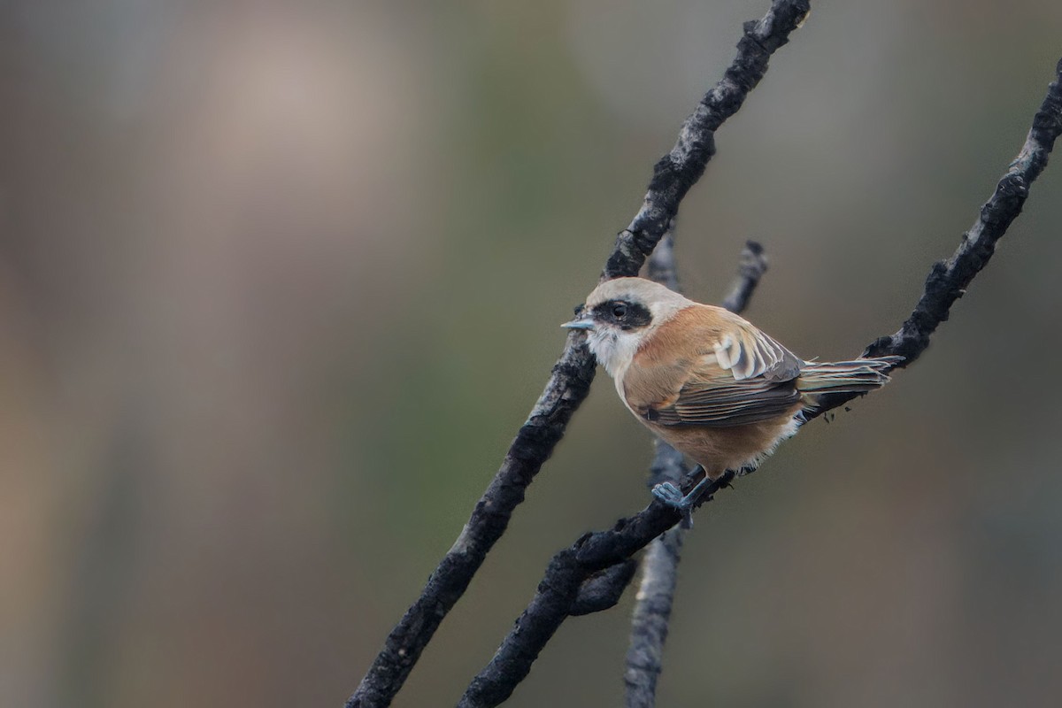 Çulhakuşu - ML647964954