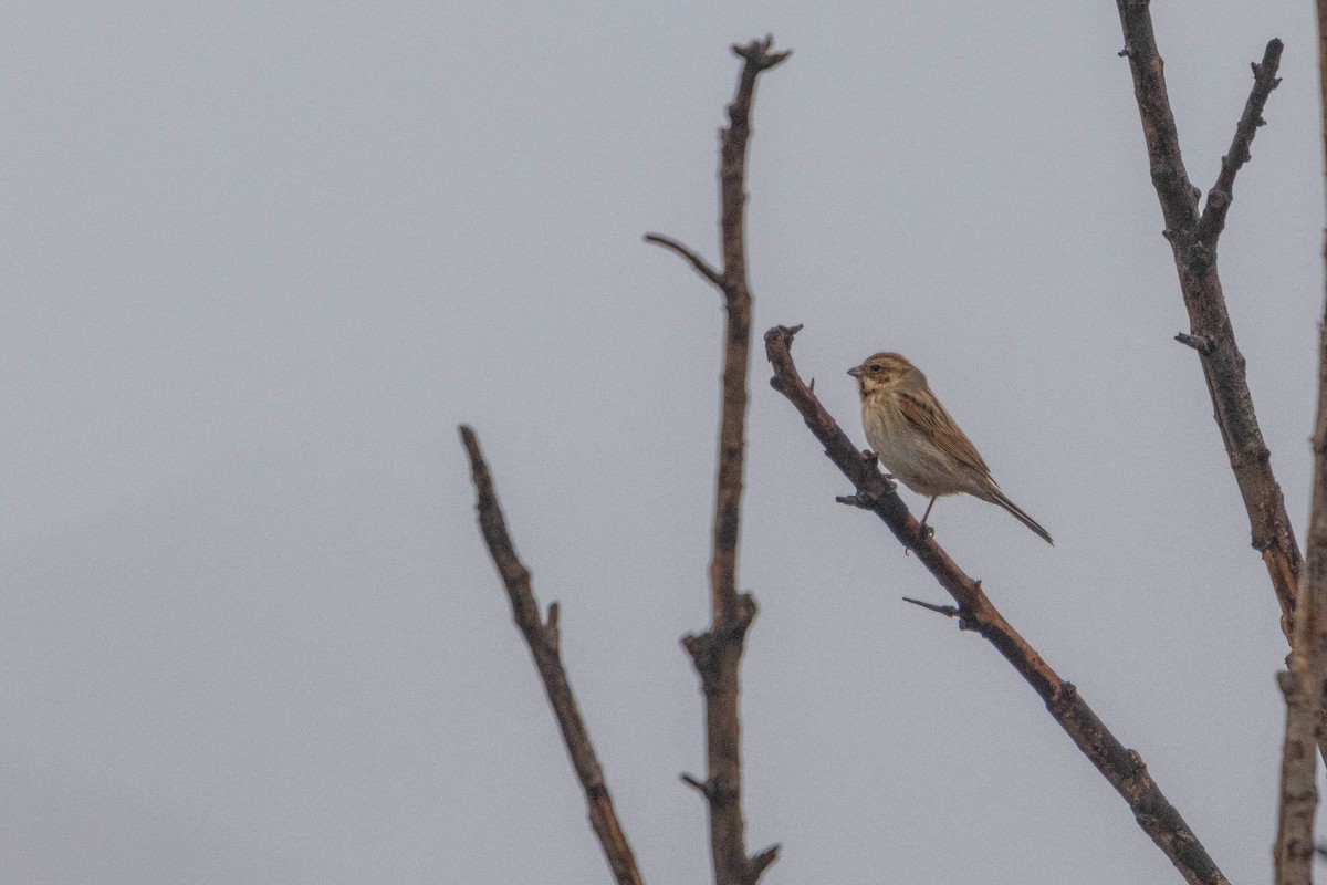 Bataklık Çintesi - ML647964966