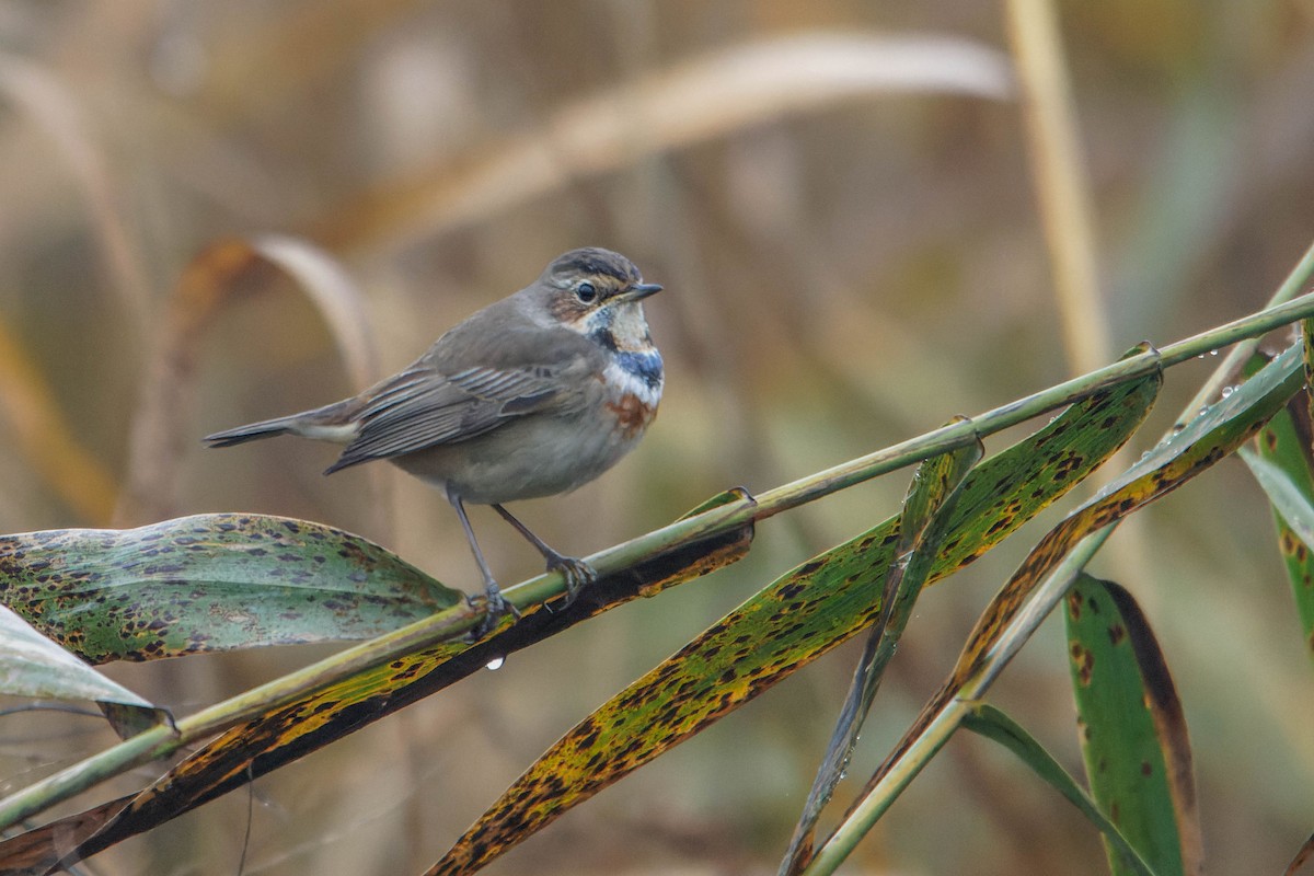 Mavigerdan - ML647964980