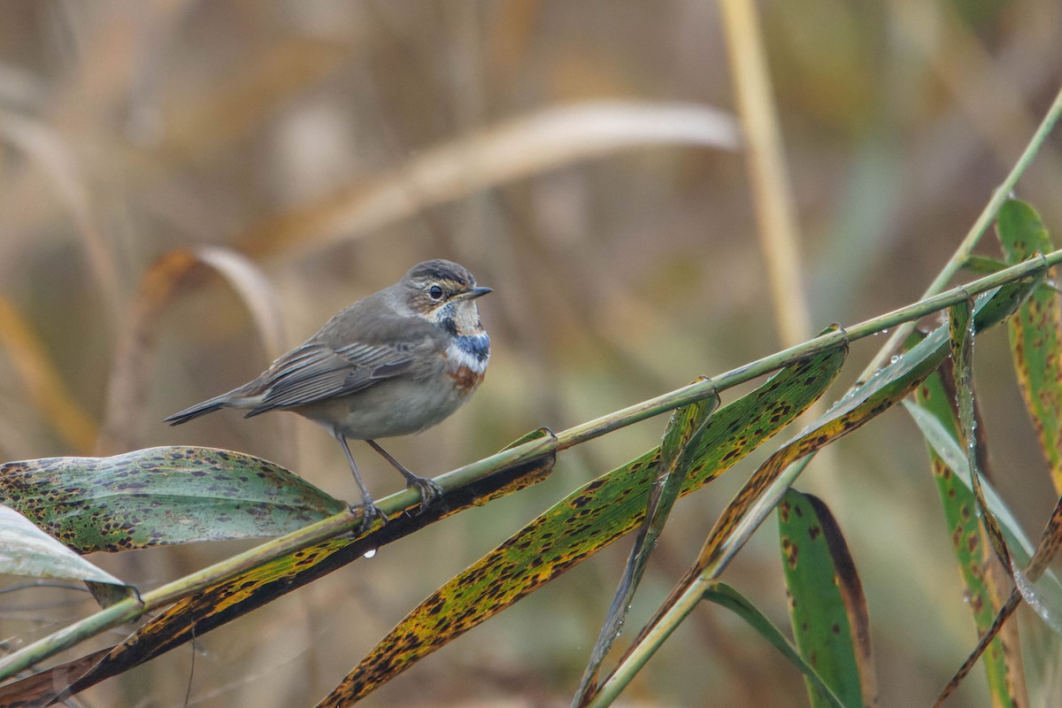 Mavigerdan - ML647964981