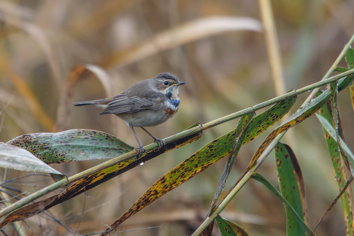 Mavigerdan - ML647964982