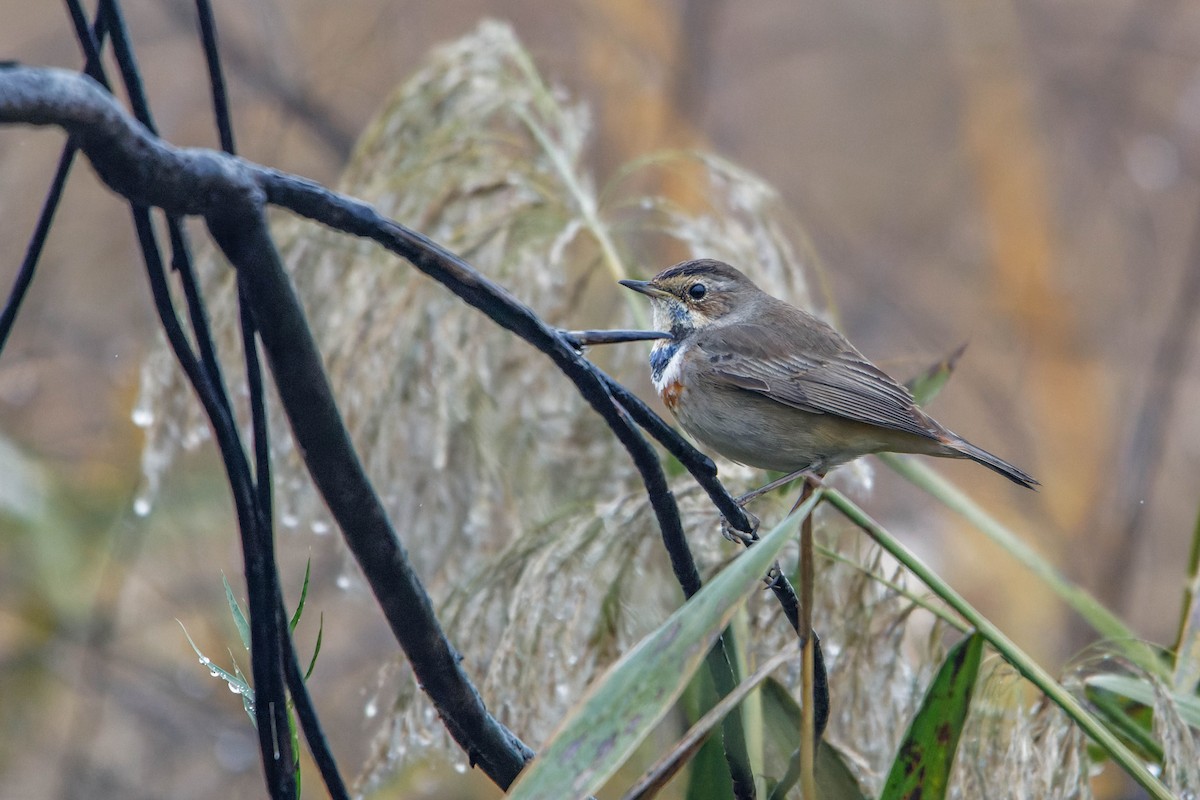 Mavigerdan - ML647964983