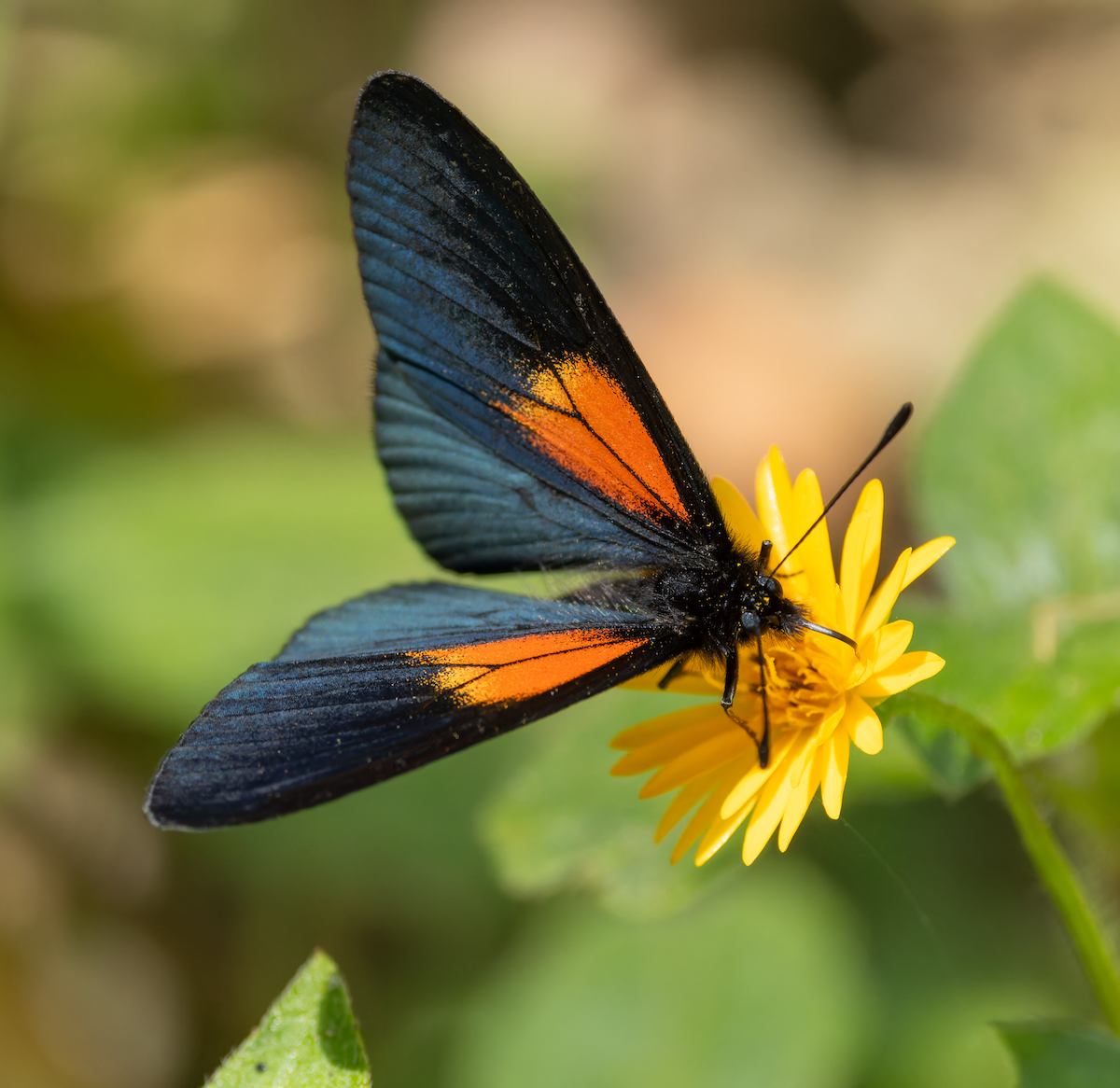 Lamplight Actinote - ML647964992