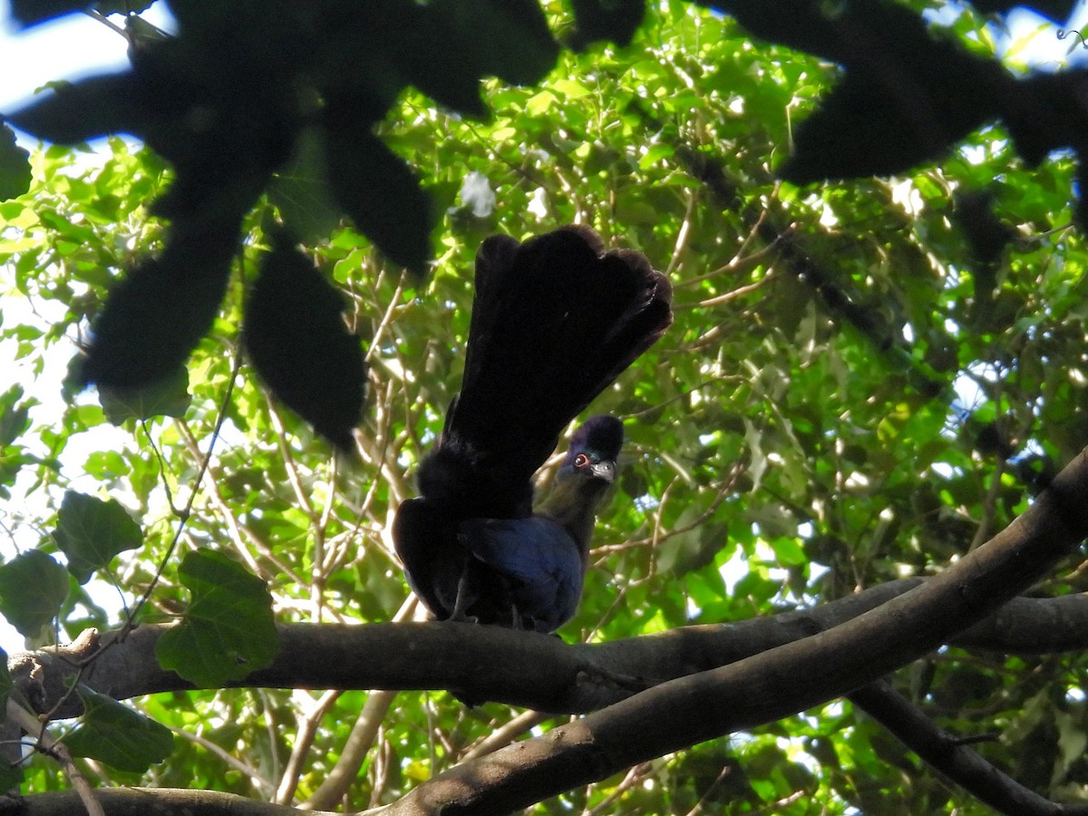 Mor Tepeli Turako - ML647965124