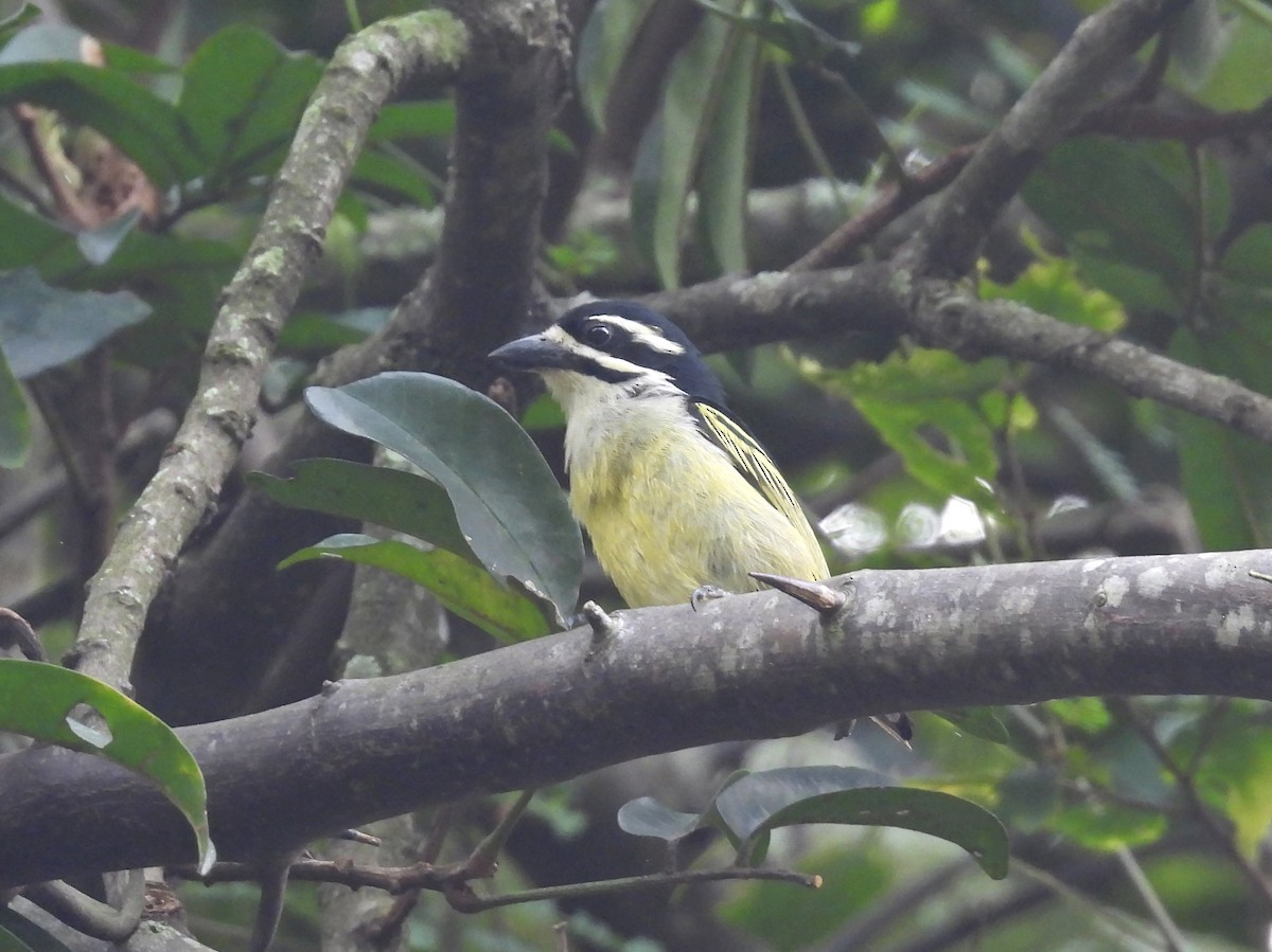 Küçük Maskeli Cüce Barbet - ML647965166