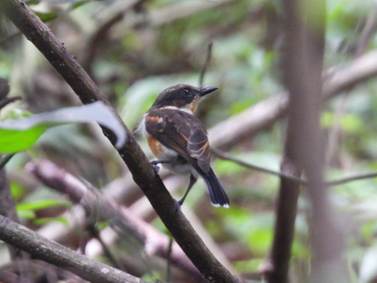 Kap Batisi - ML647965203