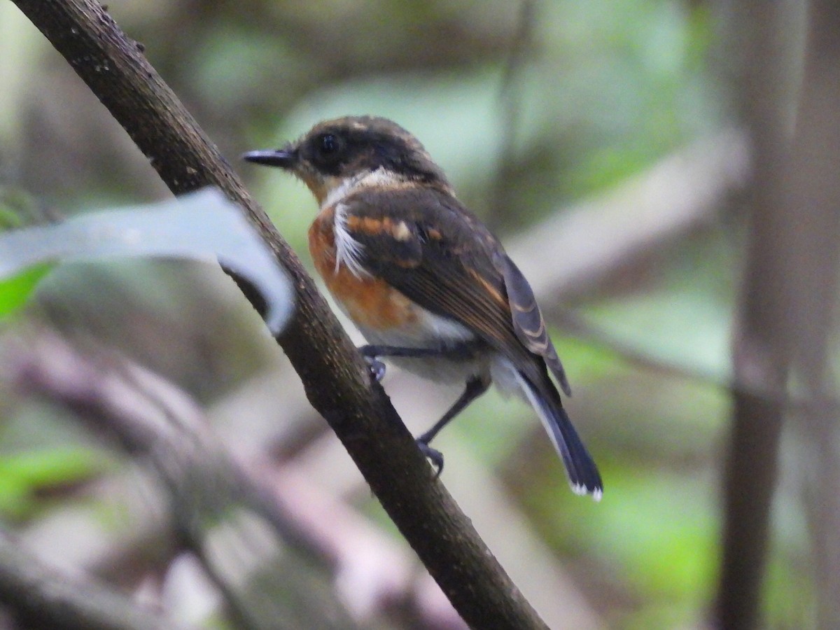 Kap Batisi - ML647965216