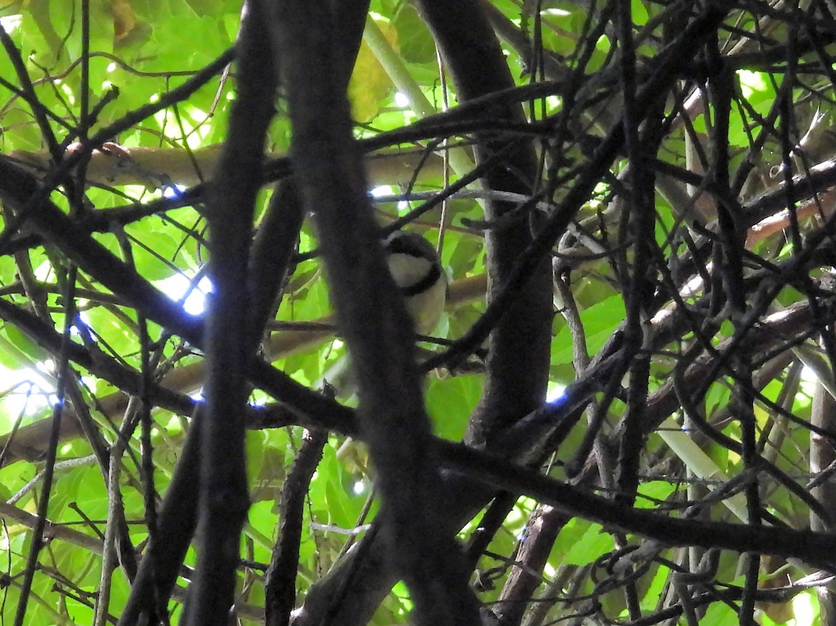 Kolyeli Apalis - ML647965419