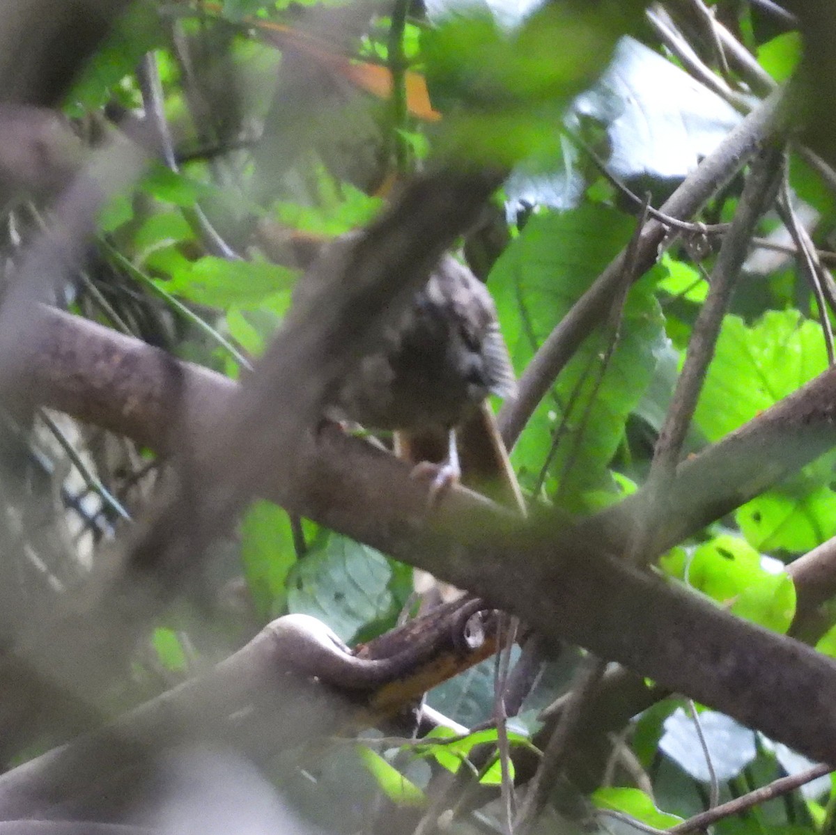 Yer Yaprakbülbülü - ML647965484