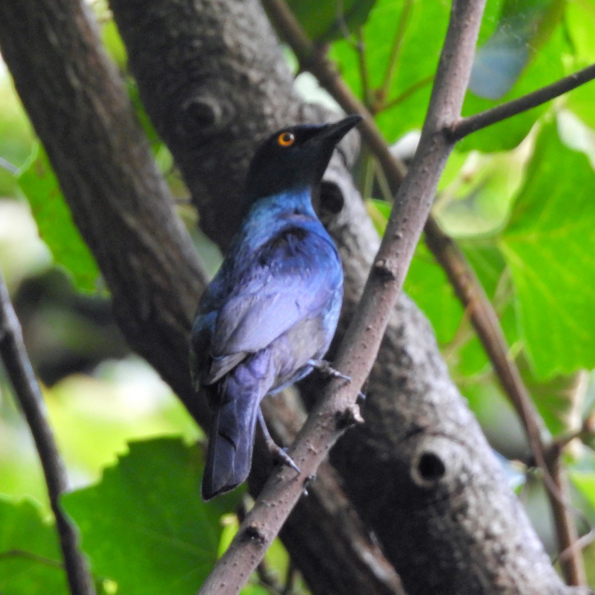 Kara Karınlı Sığırcık - ML647965530