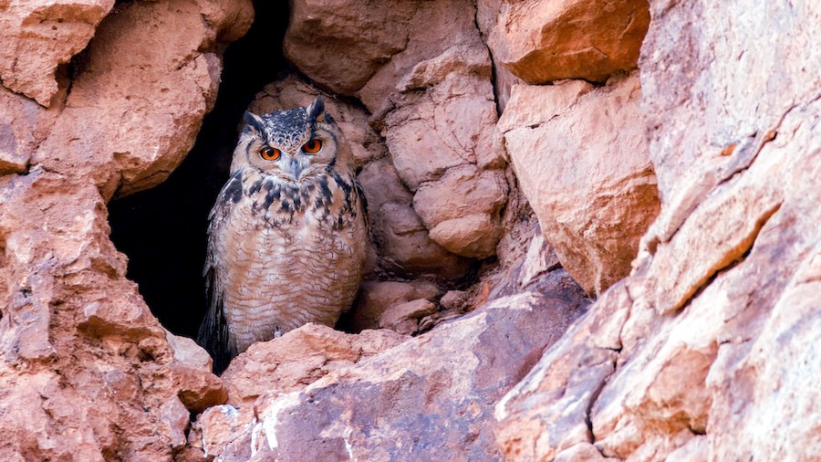 キタアフリカワシミミズク（ascalaphus） - eBird