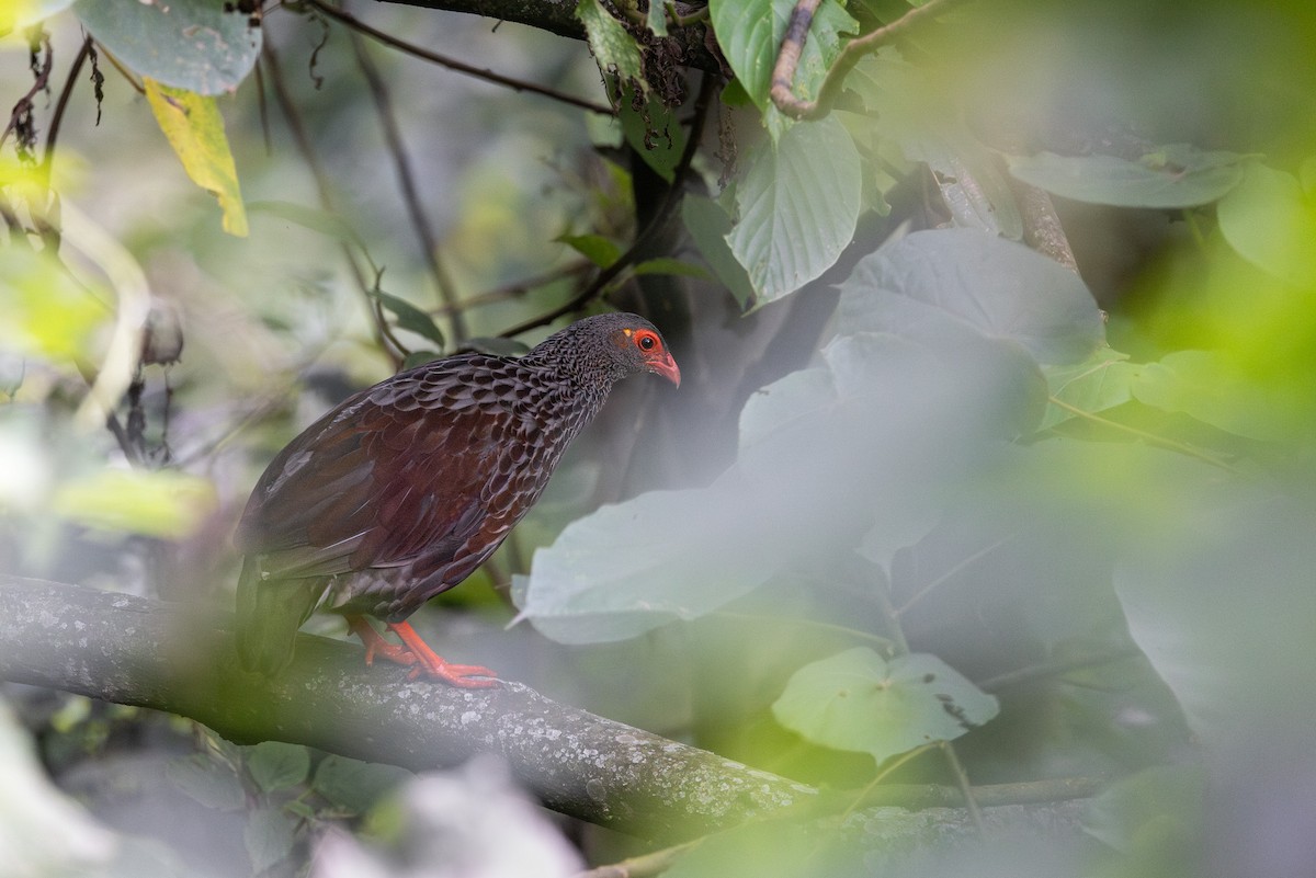 Handsome Spurfowl - ML647966564