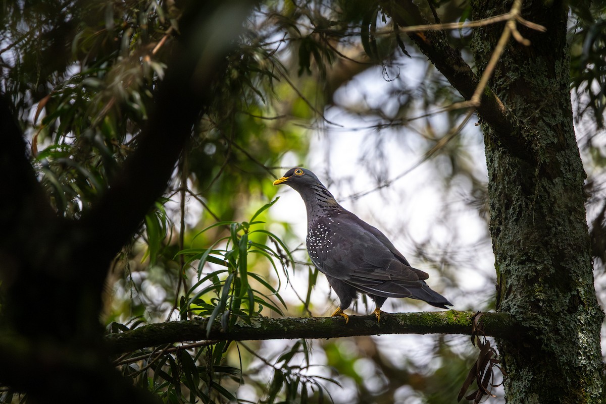 Rameron Pigeon - ML647966594