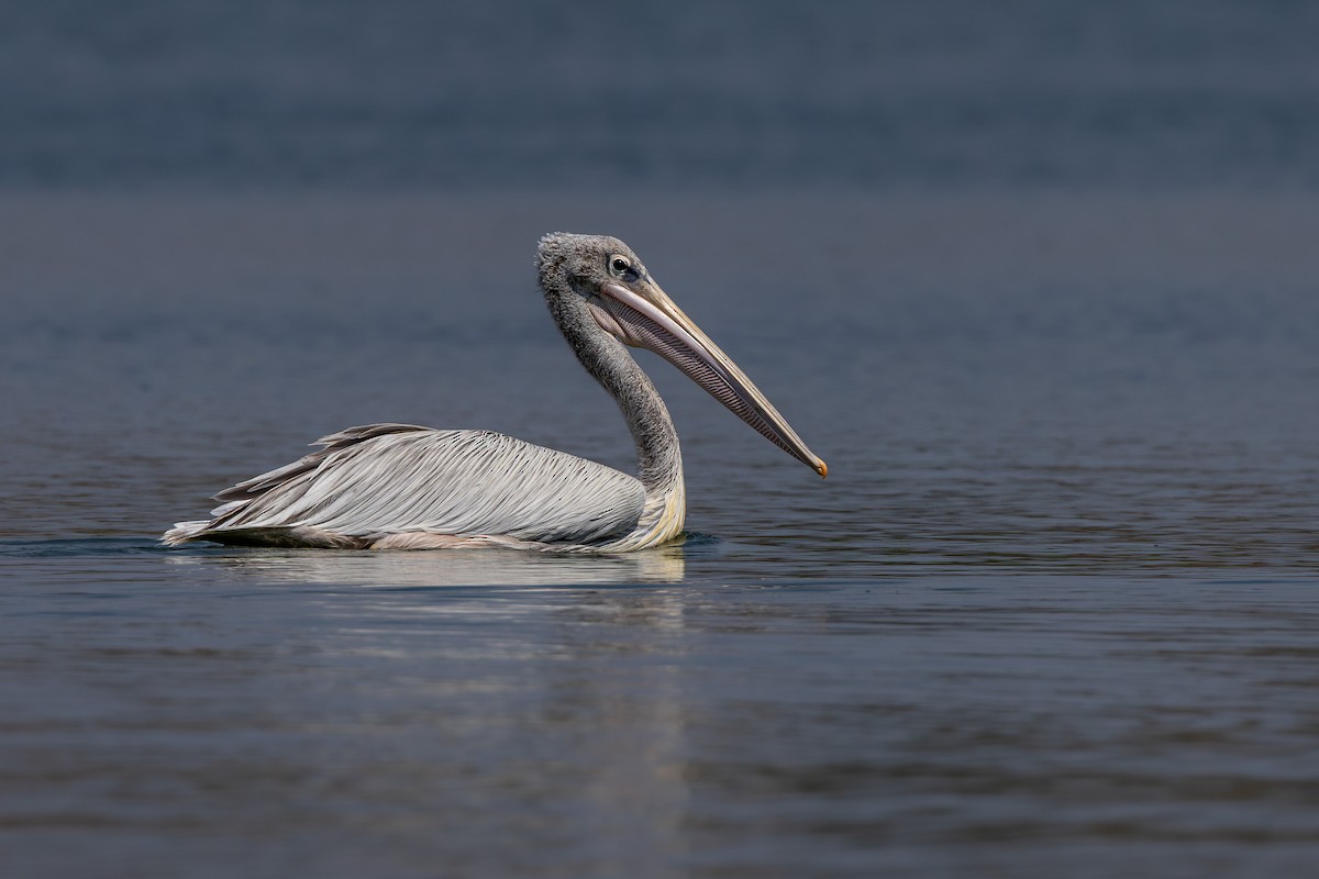 Pelikano gorrizta - ML647967005