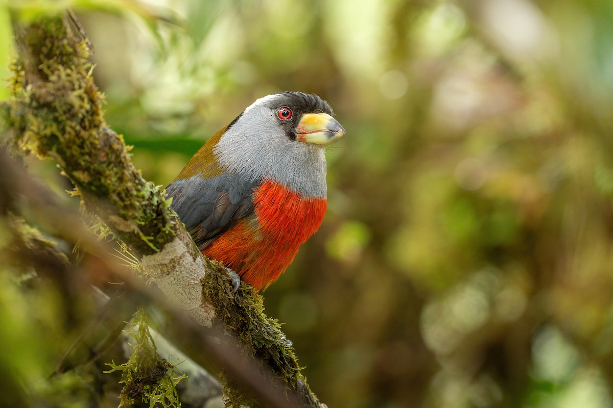 Toucan Barbet - ML647968217